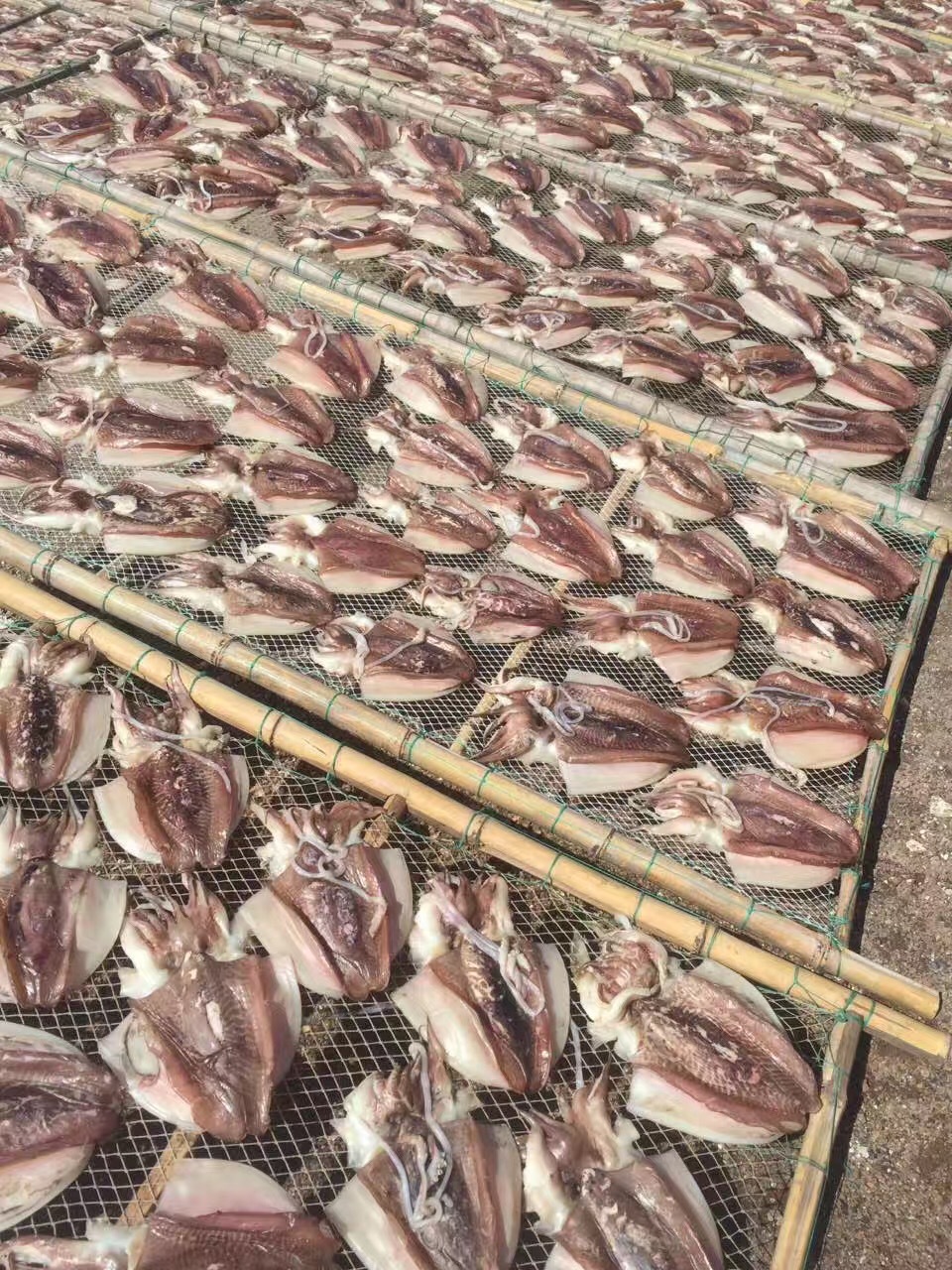 批發無頭魷魚干 優質海產干貨，500克海味干批發指南